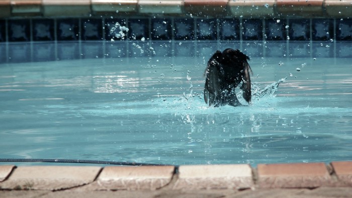A bird splashes in a swimming pool
