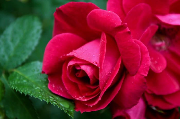 Close up of a red rose with water droplets