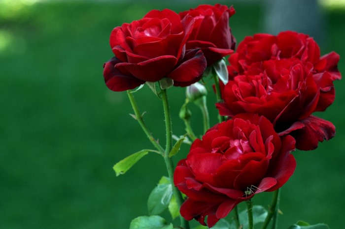 Vibrant Red Roses in Bloom