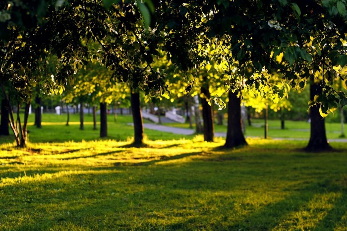 Sunlight filtering through trees in a park