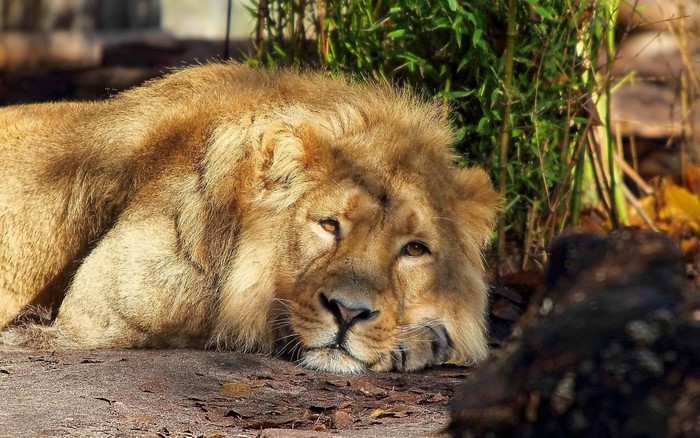 Lion resting in a zoo or safari setting