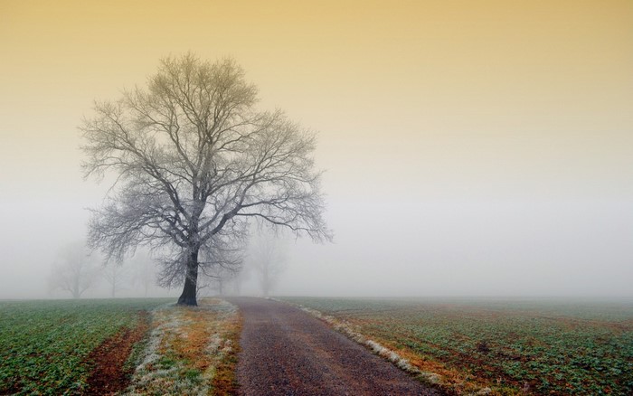 Tree on a foggy rural road in autumn