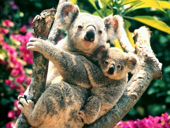 Mother and baby koala clinging to a tree branch