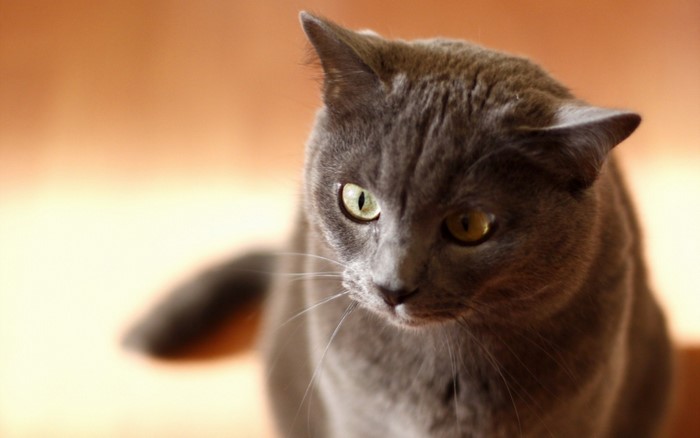 Close up of a grey British Shorthair cat