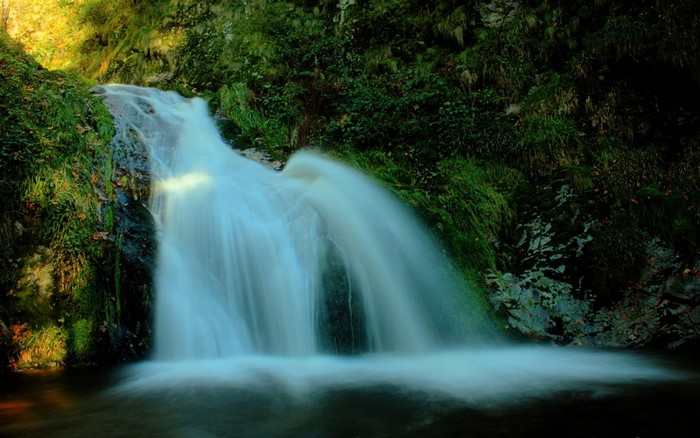 Waterfall flowing through a green forest