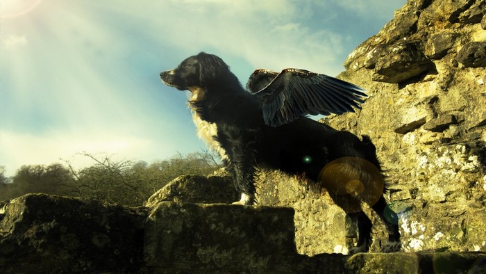 Black dog with wings on stone ruins