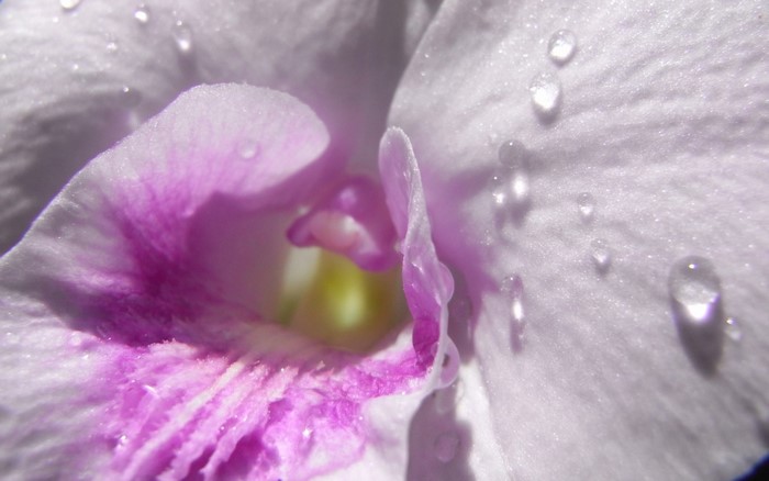 Close-up of a white and purple orchid with water drops