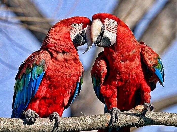 Two red macaws perched on a branch