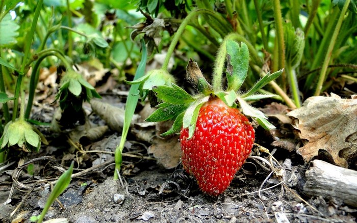 Fresh Red Strawberry on Soil Among Green Leaves