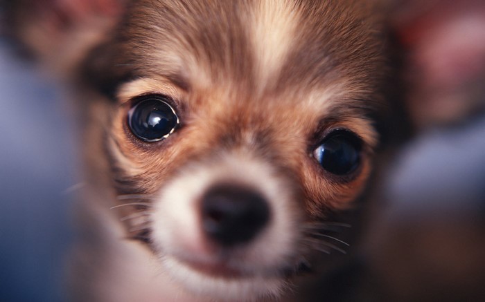 Close up of a chihuahua puppy's face