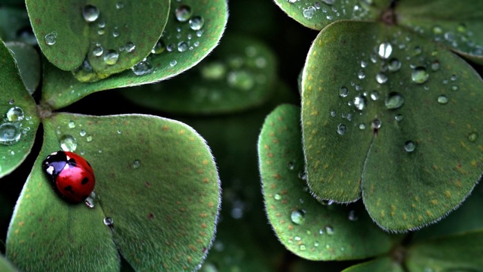 Ladybug on a clover leaf with water droplets