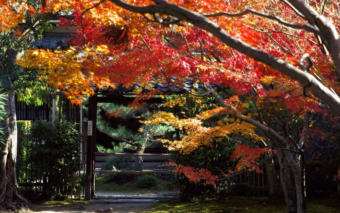 Autumn leaves frame a Japanese garden gate