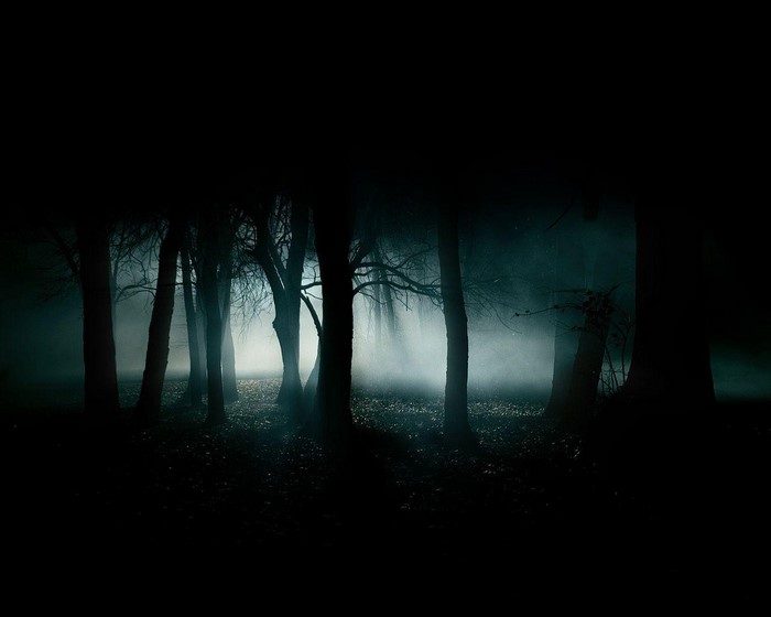 Dark forest with mist and light