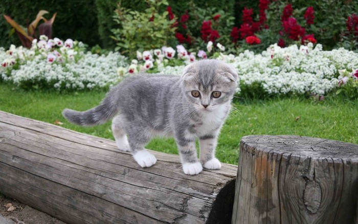Scottish Fold kitten on a log in a garden