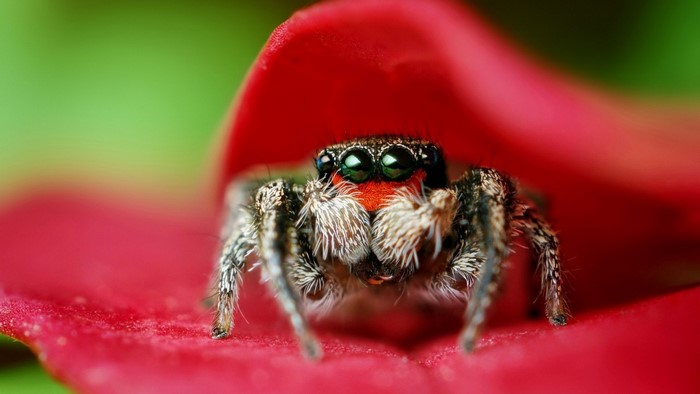 Macro shot of a jumping spider on a red petal