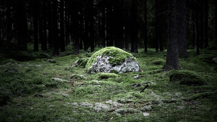Moss-covered boulder in a dark forest