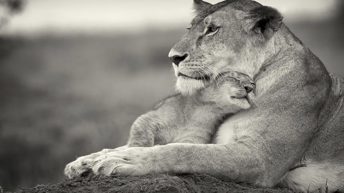 Mother lion hugging her cub in black and white