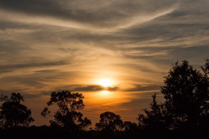 Sunset over trees with wispy clouds
