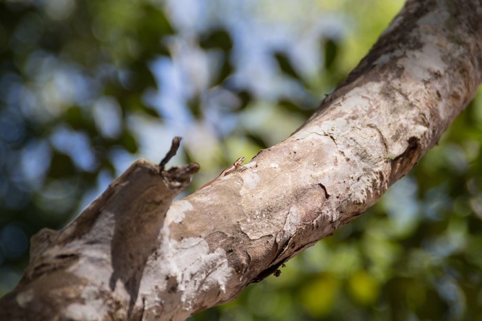 Small lizard on a tree branch with blurred background