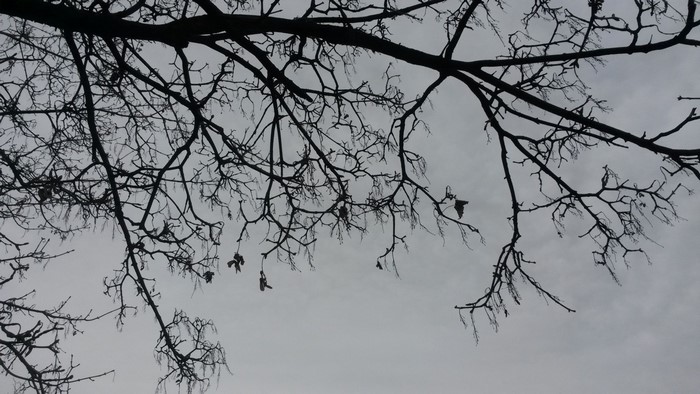 Silhouetted bare tree branches against a cloudy sky