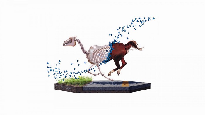Horse skeleton and body with butterflies