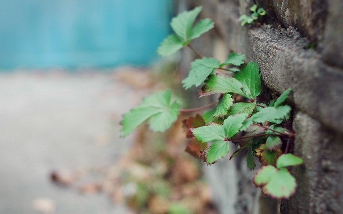 Green plant growing out of a concrete wall