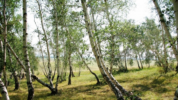 Birch trees in a sunlit meadow