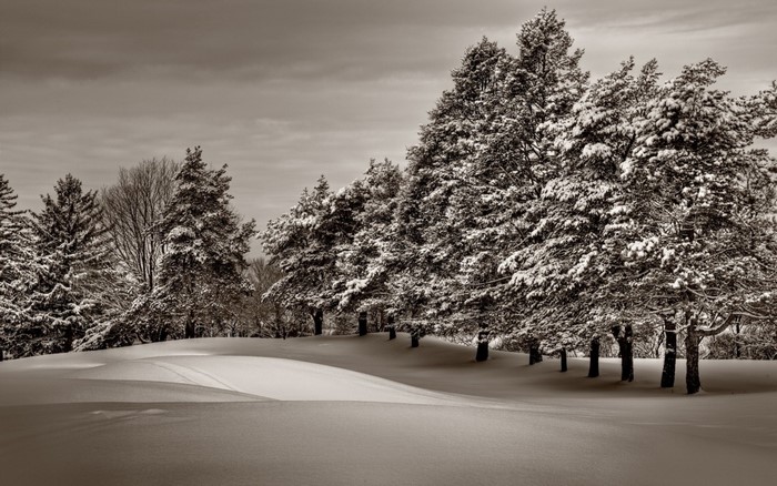 Snow-covered trees on a winter landscape