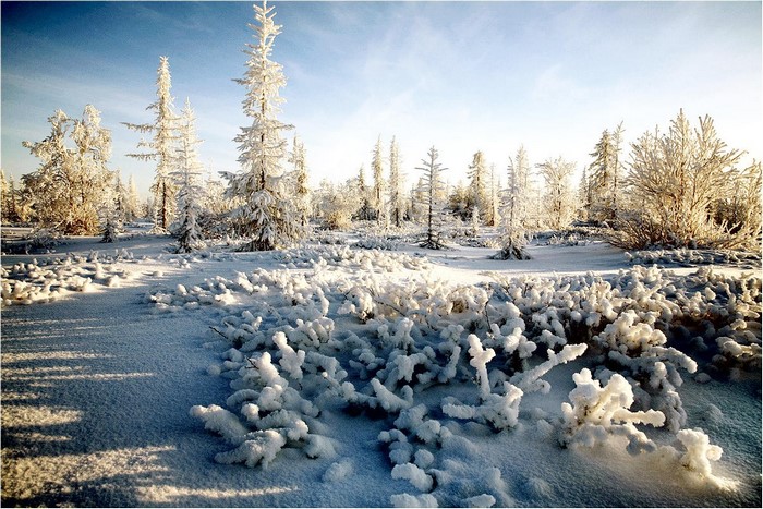 Snow-covered trees in a winter tundra landscape