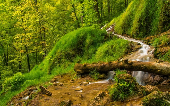 A forest stream cascades over mossy rocks and fallen log