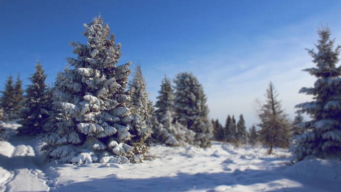 Snow-covered spruce trees under a clear blue sky