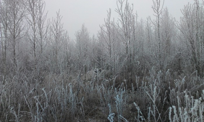 Frost-covered trees and grass in a misty winter landscape