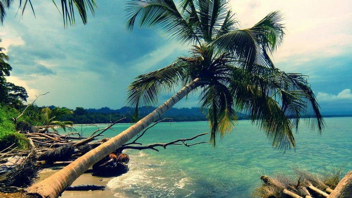 Palm tree leaning over a tropical beach and turquoise sea