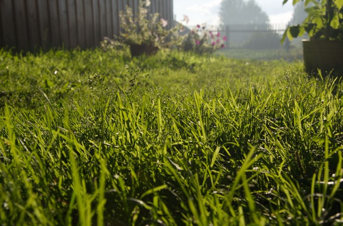 Low angle view of green grass in a garden