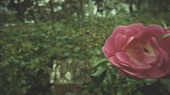 Pink rose in a garden with green foliage