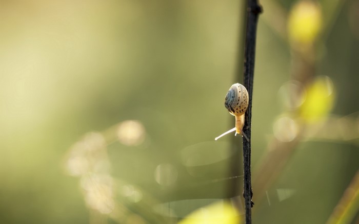Snail on a branch in sunlight