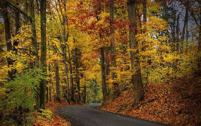 Road through an autumn forest with colorful trees