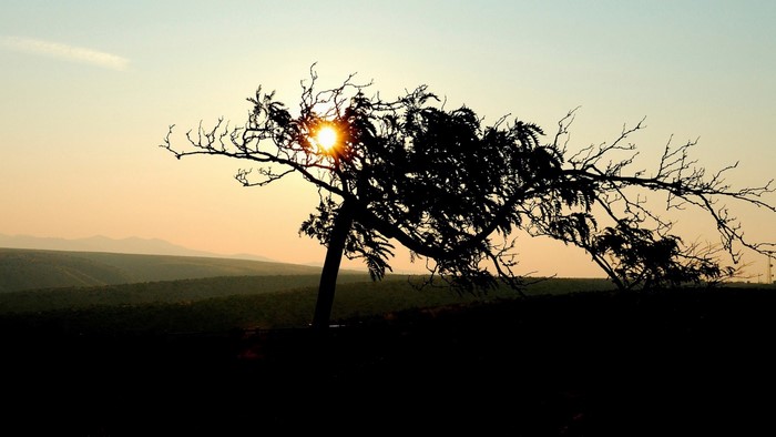 Silhouette of a tree against the sunset sky