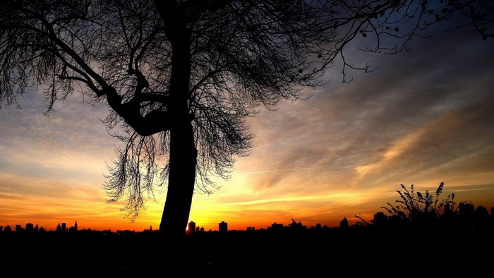 Silhouette of a tree against a sunset sky over a city skyline