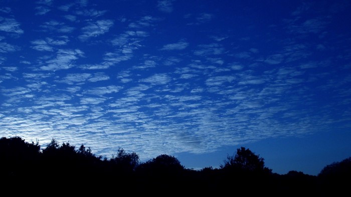 Dark silhouette of trees against a blue sky with clouds