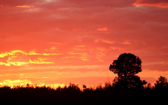 Silhouette of trees against a vibrant sunset sky