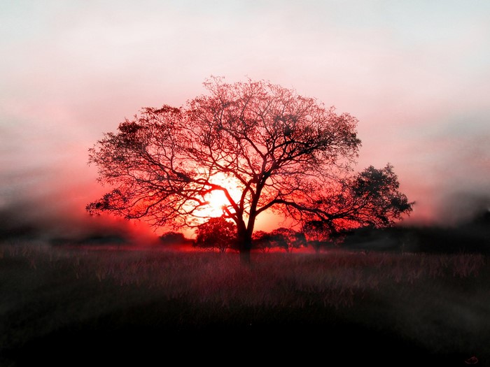 Silhouette of a tree against a red sunset sky