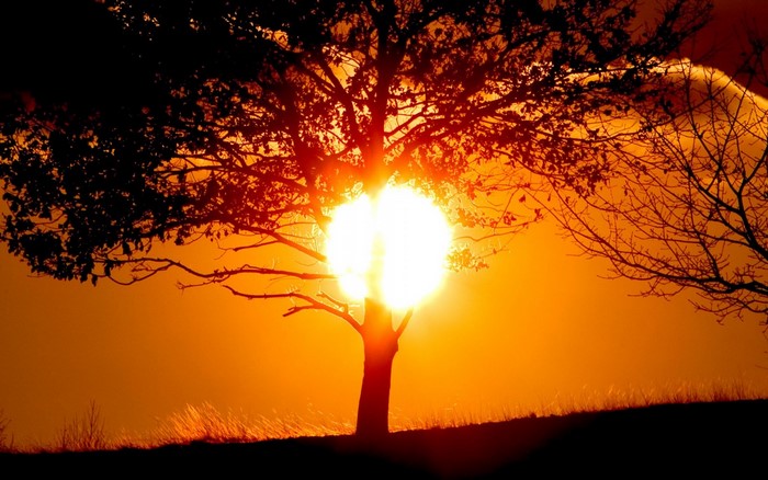 Silhouette of a tree against a bright sunset