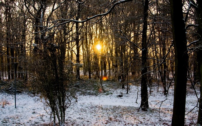 Sunlight filtering through snow-covered forest trees in winter