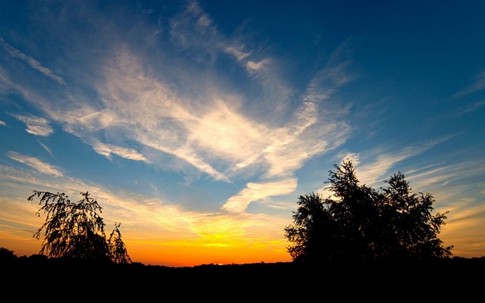 Silhouette of trees against a sunset sky with wispy clouds