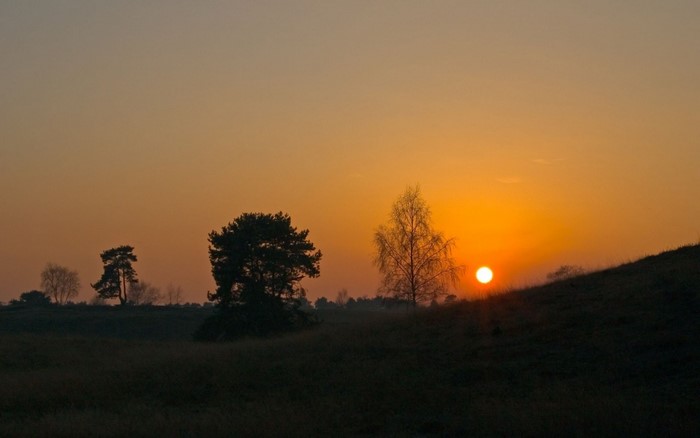 Sunset over a grassy hill with silhouetted trees