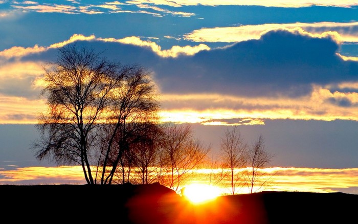 Silhouette of trees against a vibrant sunset sky
