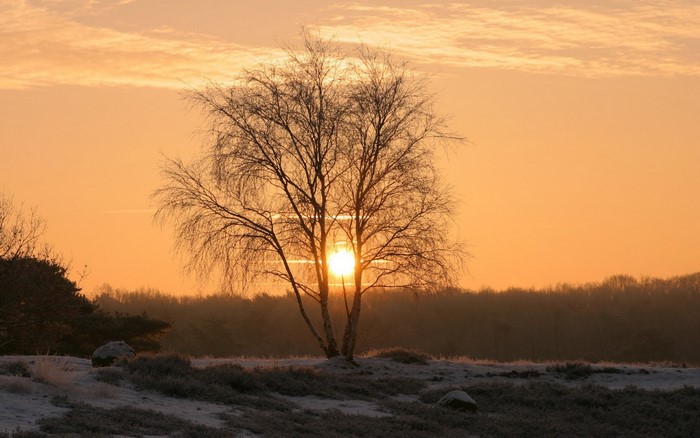 Bare tree silhouetted against a sunrise with frost on the ground