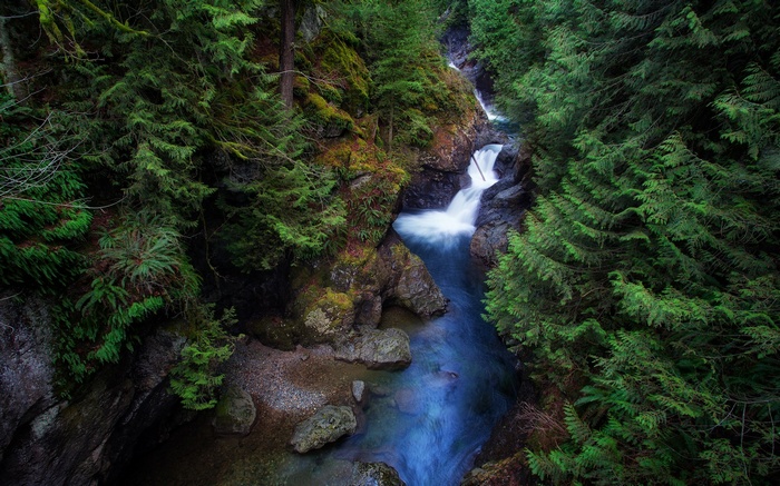 A waterfall cascades through a mossy forest.