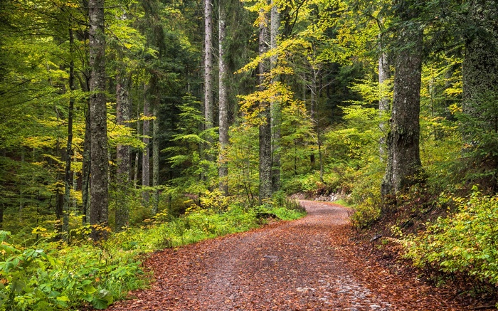 Forest path covered in fallen leaves